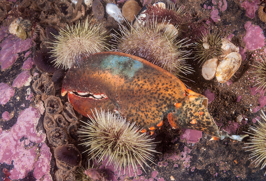 Green Sea Urchin #5 Photograph by Andrew J. Martinez