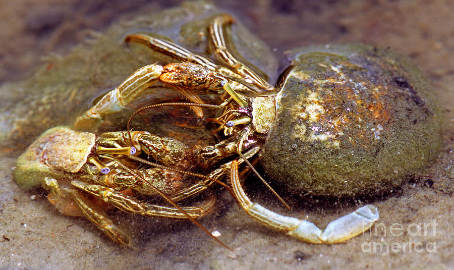 Green Striped Hermit Crab #5 Photograph by Millard H. Sharp