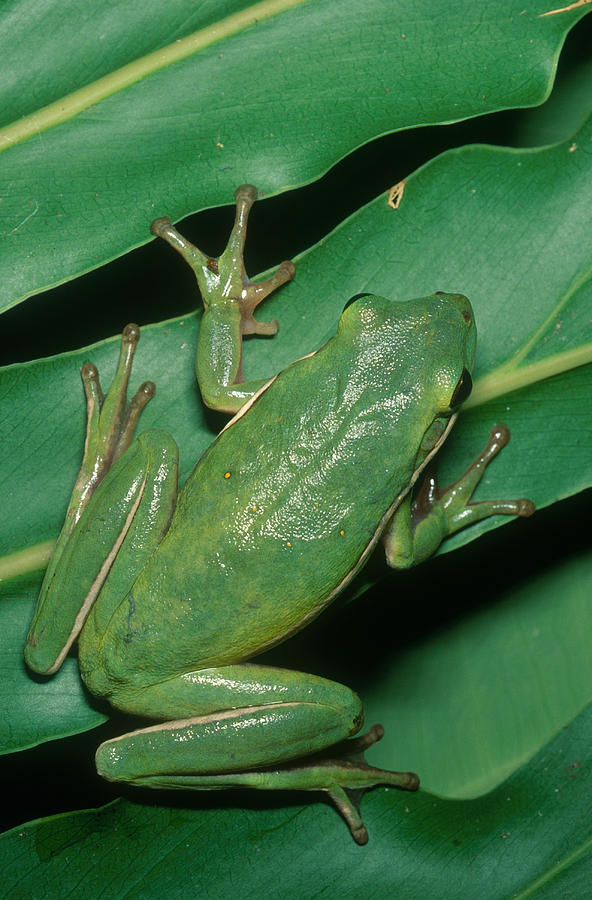 Green Tree Frog #5 Photograph by Millard H. Sharp