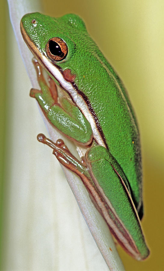 Green Treefrog #5 Photograph by Millard H. Sharp