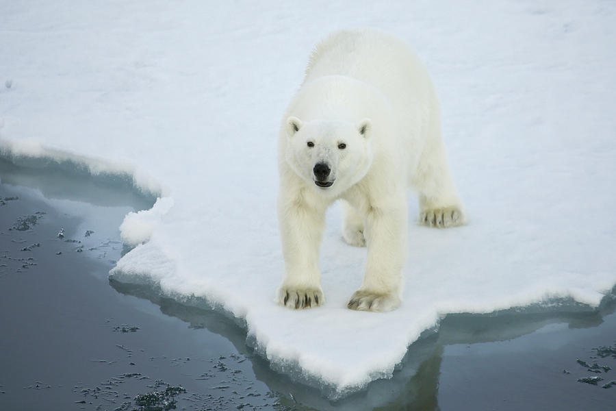 Greenland, Scoresby Sound, Polar Bear Photograph by Aliscia Young