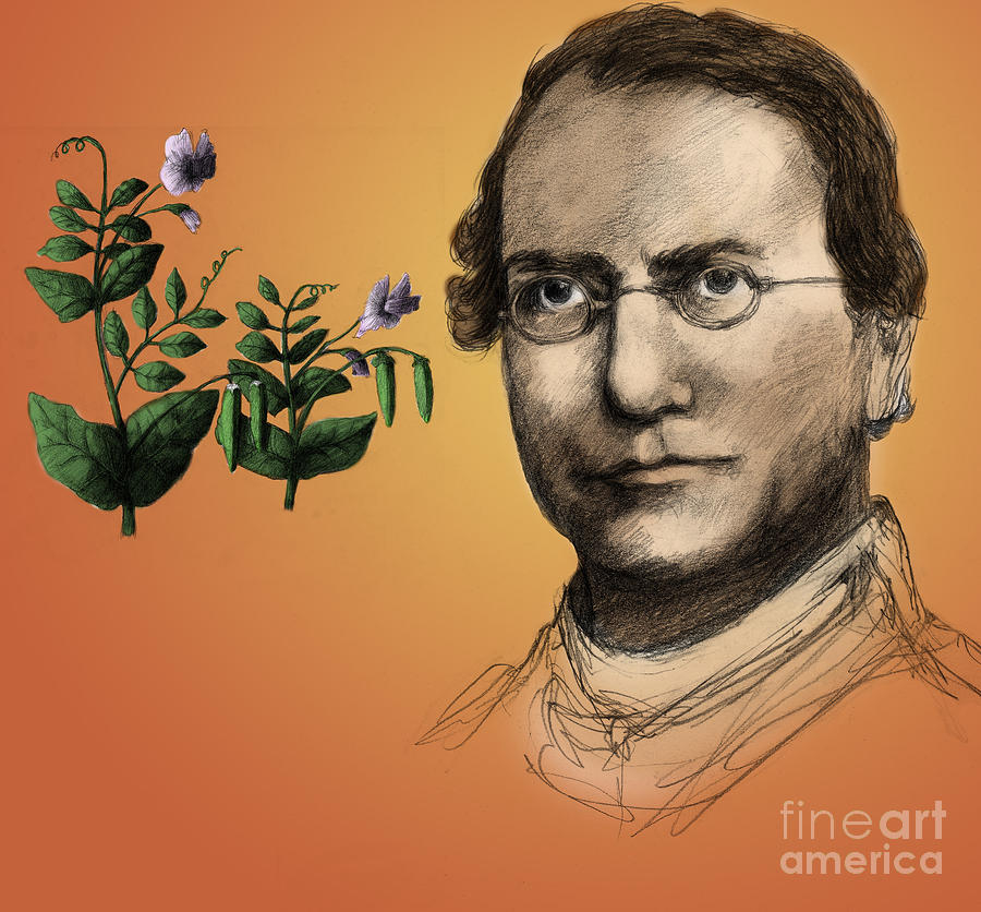 Gregor Mendel, Father Of Genetics #5 Photograph by Spencer Sutton