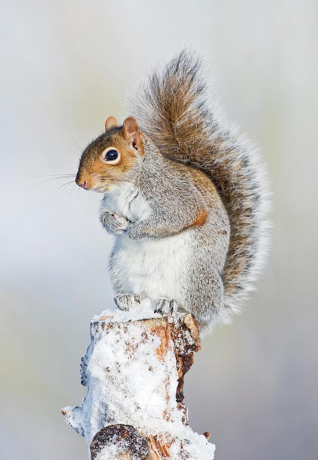 gray squirrel gray squirrel