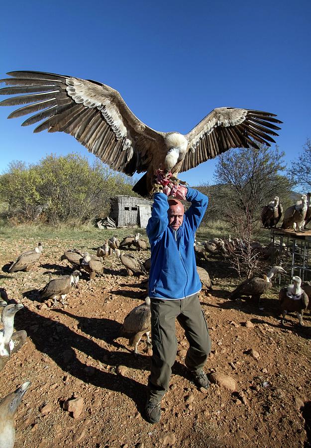 Vulture Photograph - Griffon Vulture Conservation #5 by Nicolas Reusens