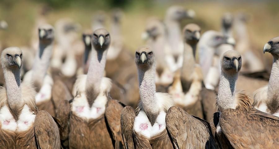 Vulture Photograph - Griffon Vultures #5 by Nicolas Reusens