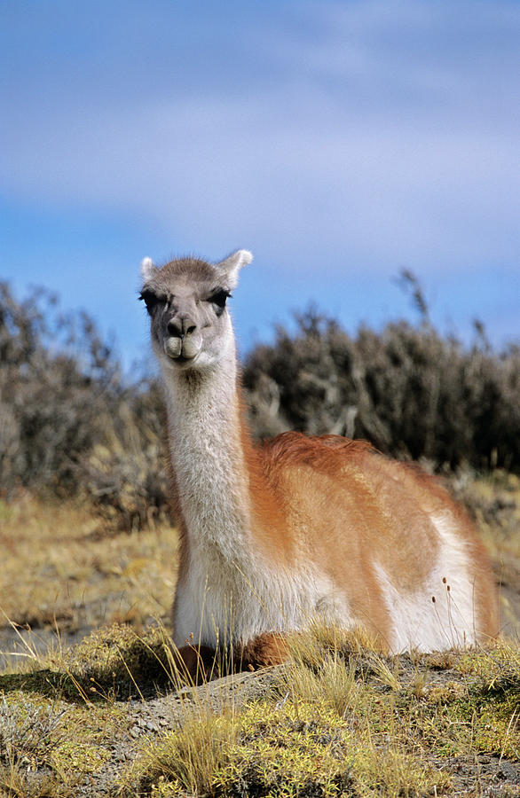 Torres Del Paine National Park Photograph - Guanaco (lama Guanicoe #5 by Martin Zwick