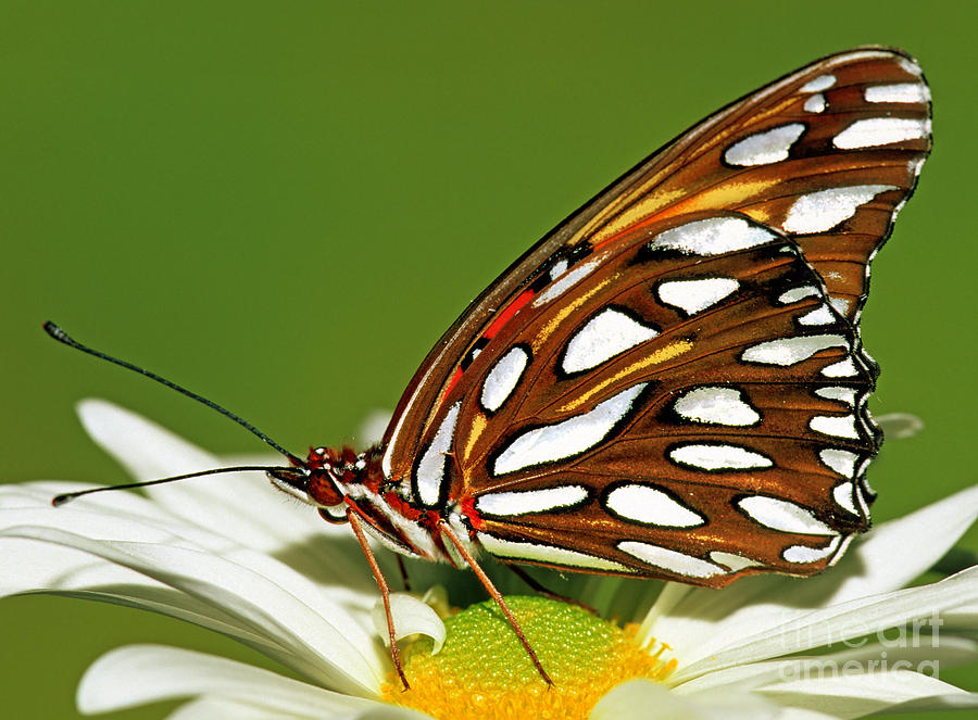 Gulf Fritillary Butterfly #5 Photograph by Millard H. Sharp