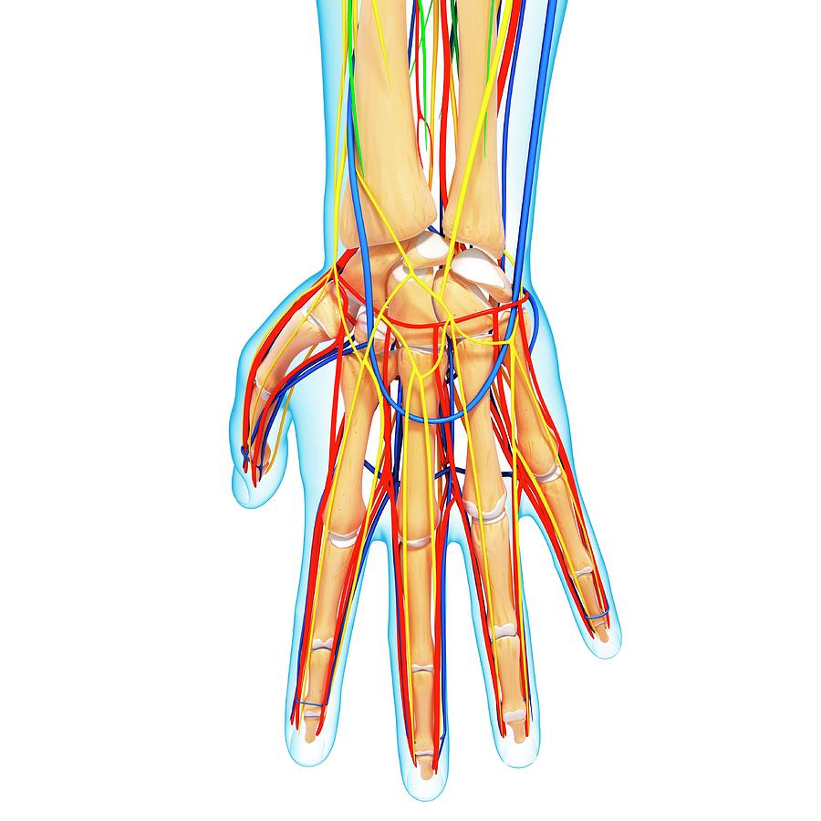 Hand Anatomy Photograph by Pixologicstudio/science Photo Library - Fine ...