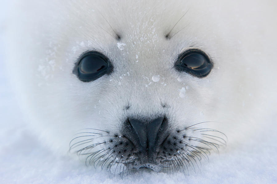 Nature Photograph - Harp Seal Pup On Ice, Iles De La #5 by Keren Su