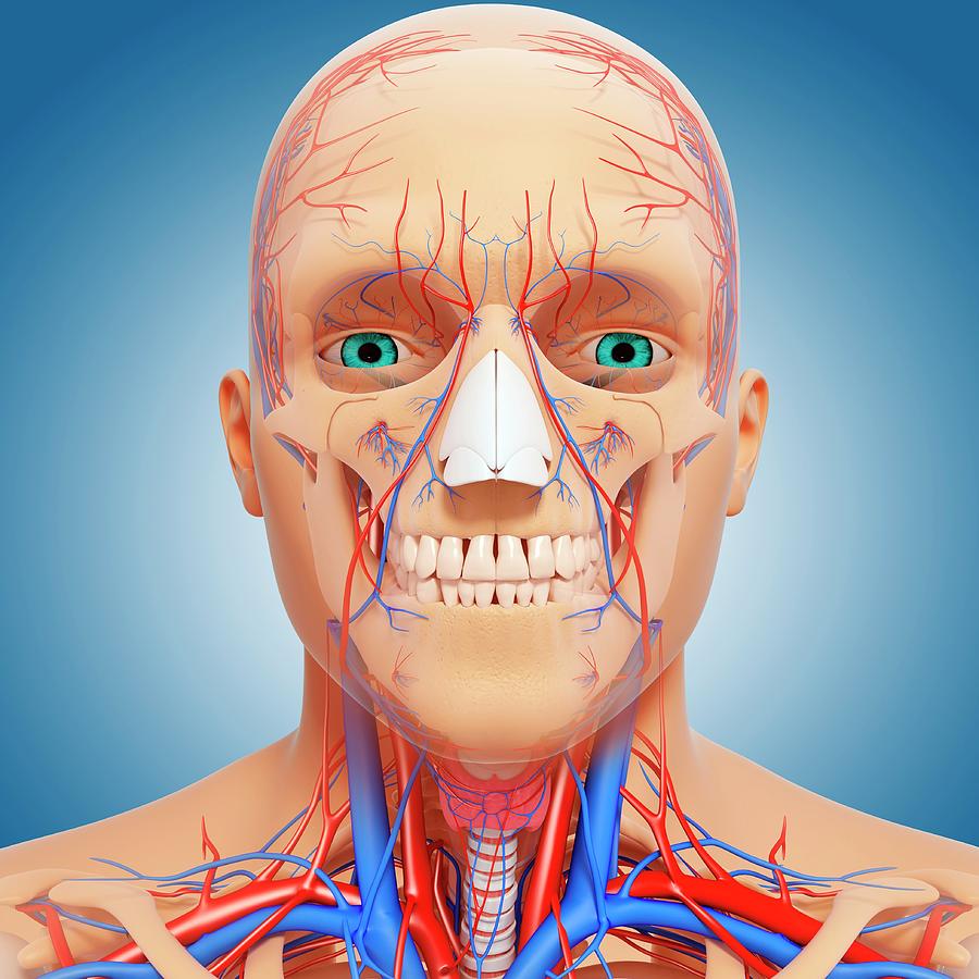 Head Anatomy Photograph by Pixologicstudio/science Photo Library - Fine ...