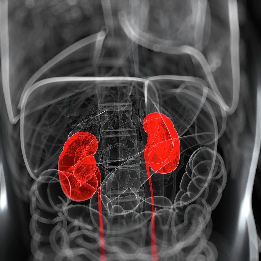Healthy Kidneys, Artwork #5 Digital Art by Sciepro