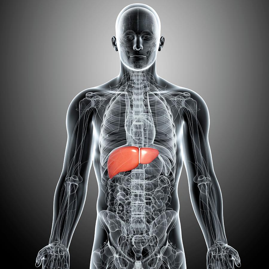 Healthy Liver Photograph by Pixologicstudio/science Photo Library ...