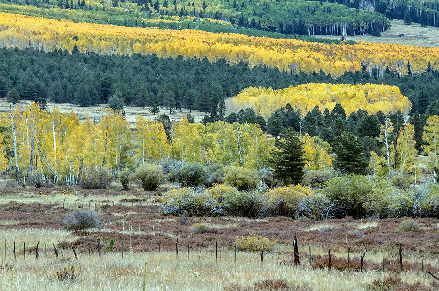 Heart Prairie Fall Color #5 Photograph by Tam Ryan