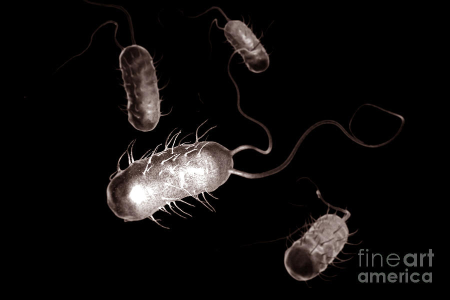 Pathogenic Photograph - Helicobacter Pylori #5 by Science Picture Co