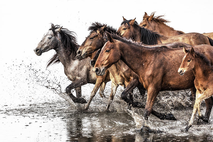 Herd of Wild Horses Running in Water #5 Photograph by Tunart