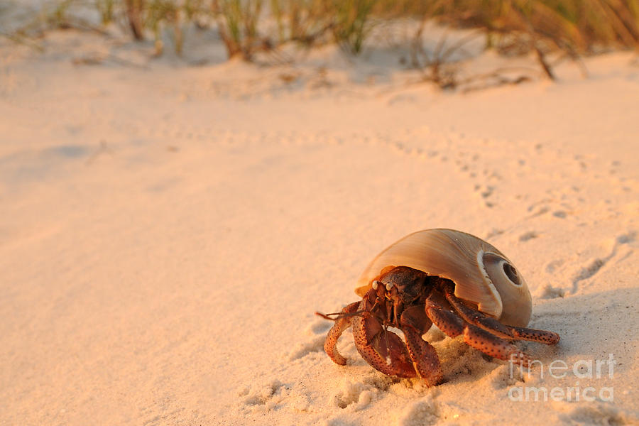 Hermit Crab Photograph by Scott Linstead