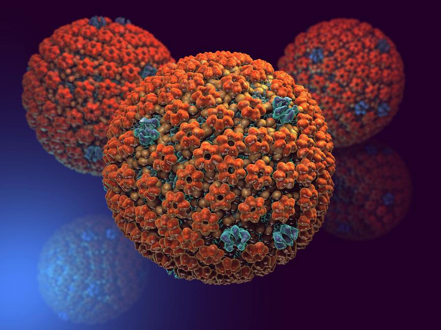 Biology Photograph - Herpes Simplex Virus #5 by Hipersynteza
