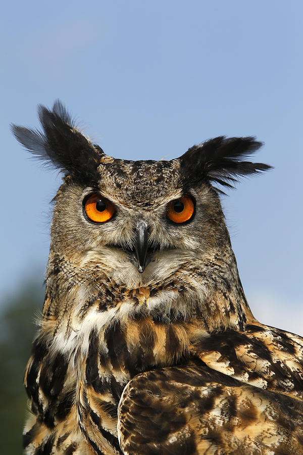 Hibou Grand Duc Deurope Bubo Bubo Photograph By Gerard Lacz