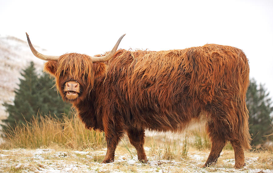 Highland Cow #5 Photograph by Grant Glendinning