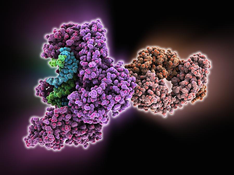 Hiv Reverse Transcription Enzyme Photograph By Science Photo Library