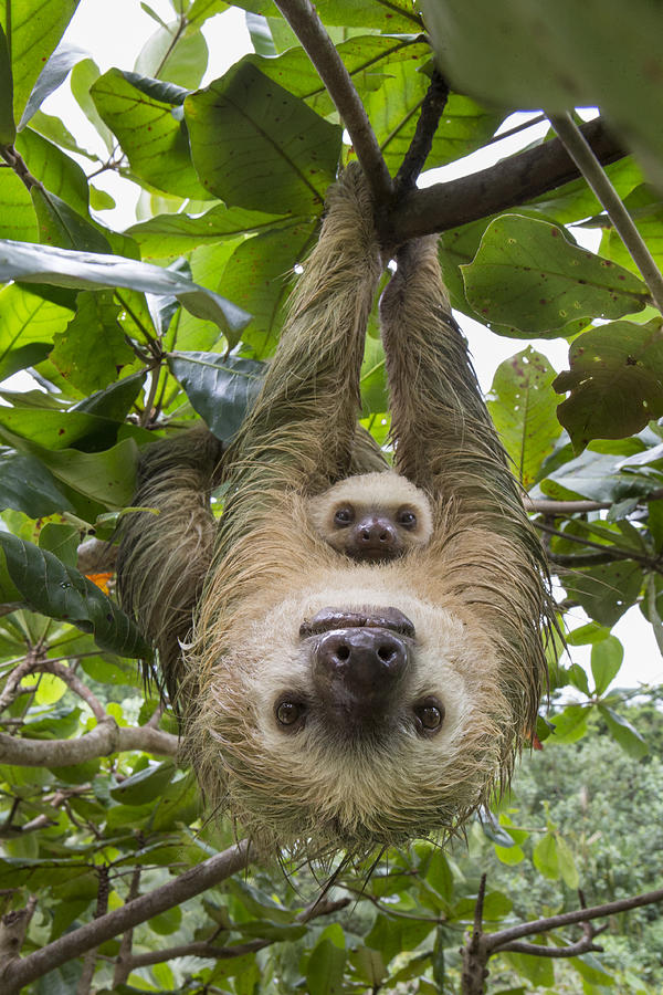 Animal Photograph - Hoffmanns Two-toed Sloth And Old Baby #8 by Suzi Eszterhas