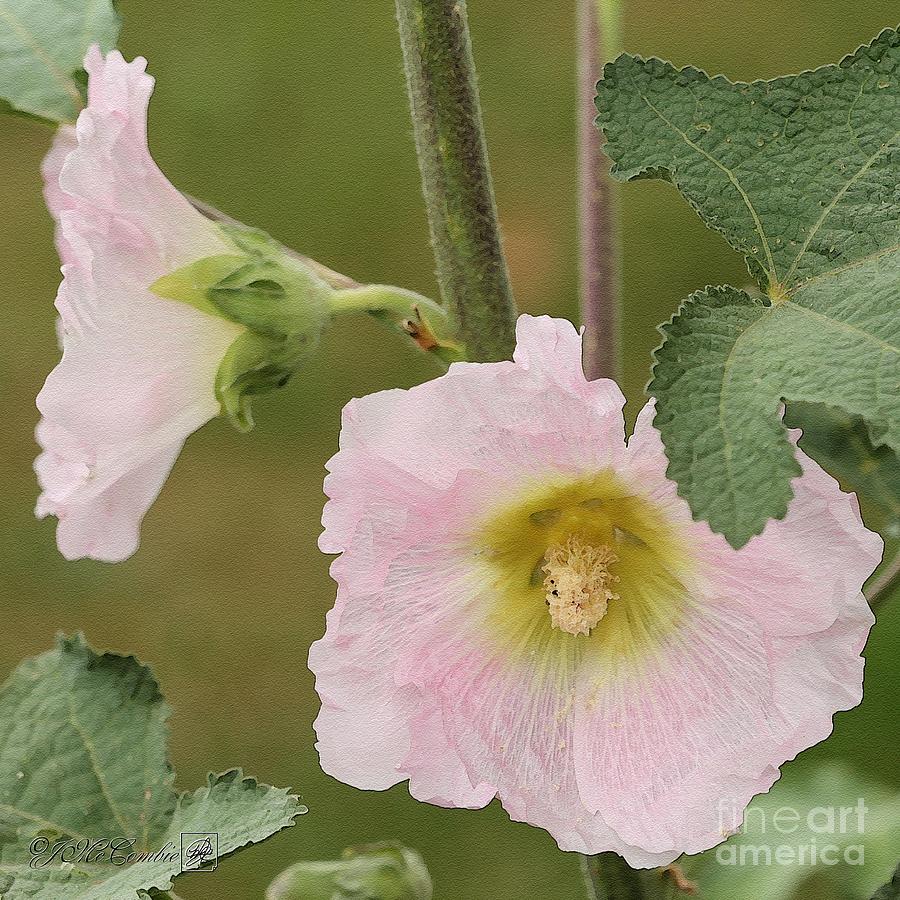 Hollyhock named Indian Spring Pink #5 Painting by J McCombie