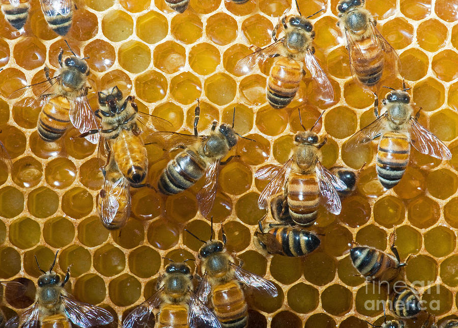 Honey Bees In Hive #5 Photograph by Millard H. Sharp