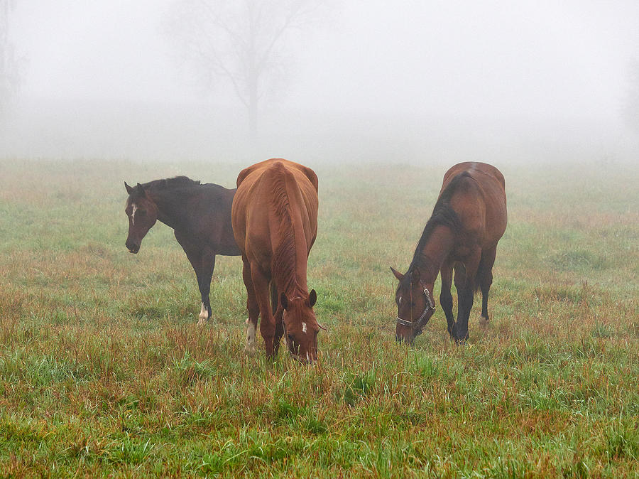 Horses of the Fall #5 Photograph by Jouko Lehto