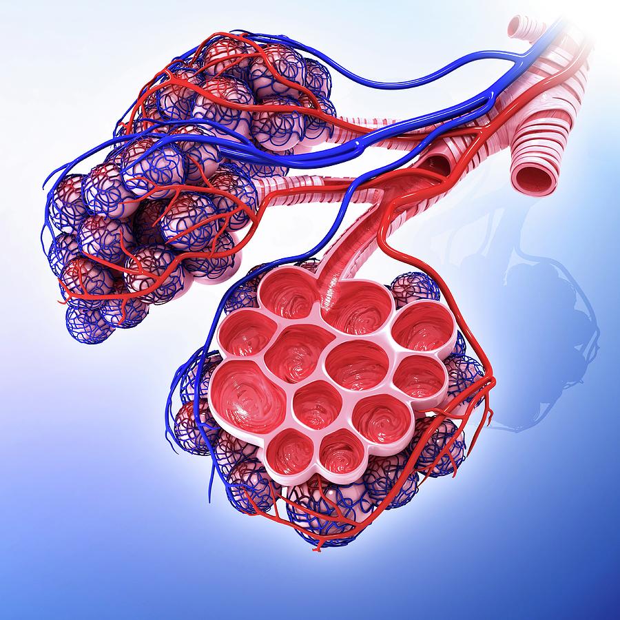 Human Alveoli #5 by Pixologicstudio