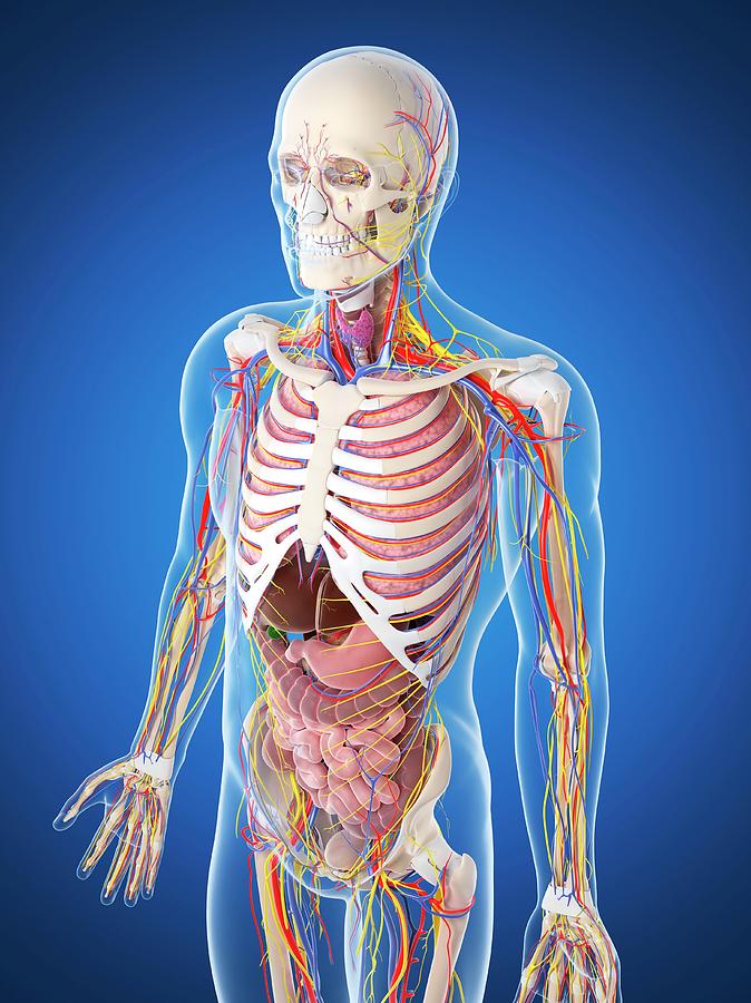 Human Anatomy Photograph by Sciepro/science Photo Library - Fine Art ...