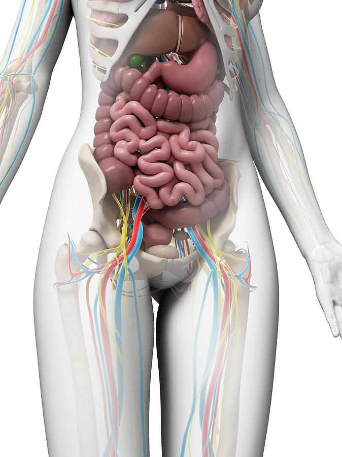 Illustration Photograph - Human Anatomy #5 by Sebastian Kaulitzki