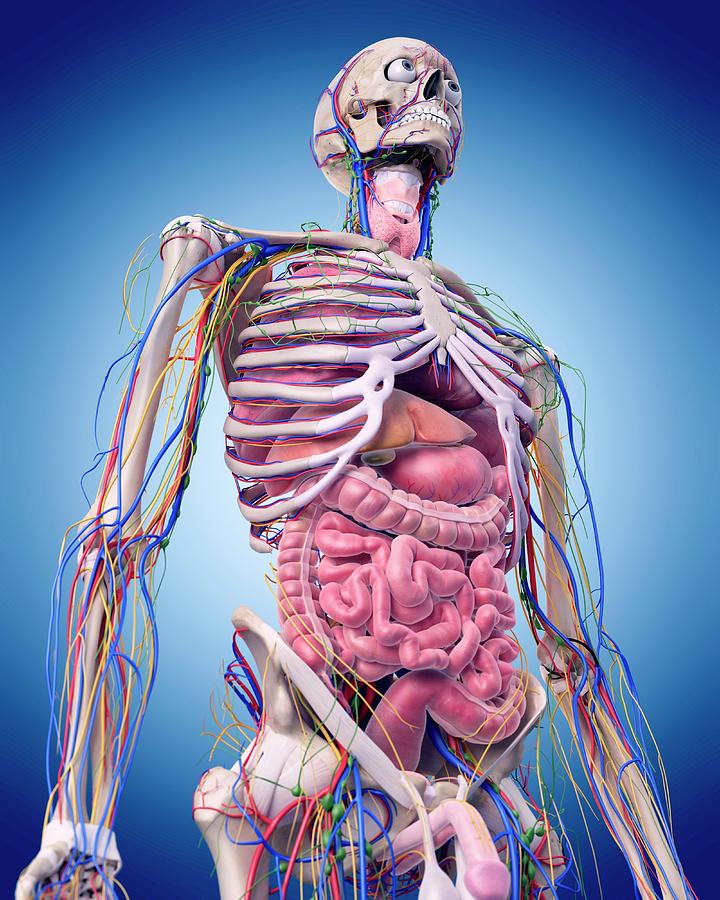 Human Anatomy Photograph by Sebastian Kaulitzki/science Photo Library ...