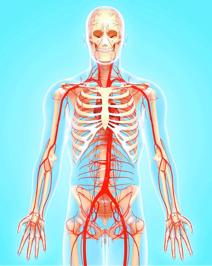 Human Arteries #5 Photograph by Pixologicstudio/science Photo Library