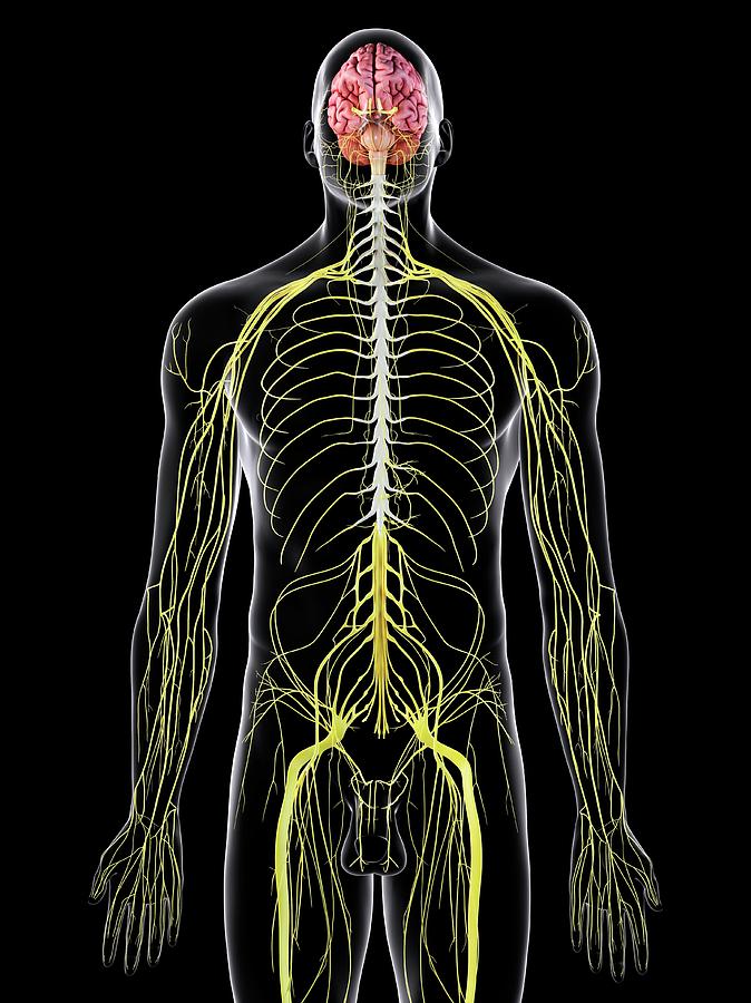 Human Brain And Spinal Cord Photograph by Sciepro | Fine Art America