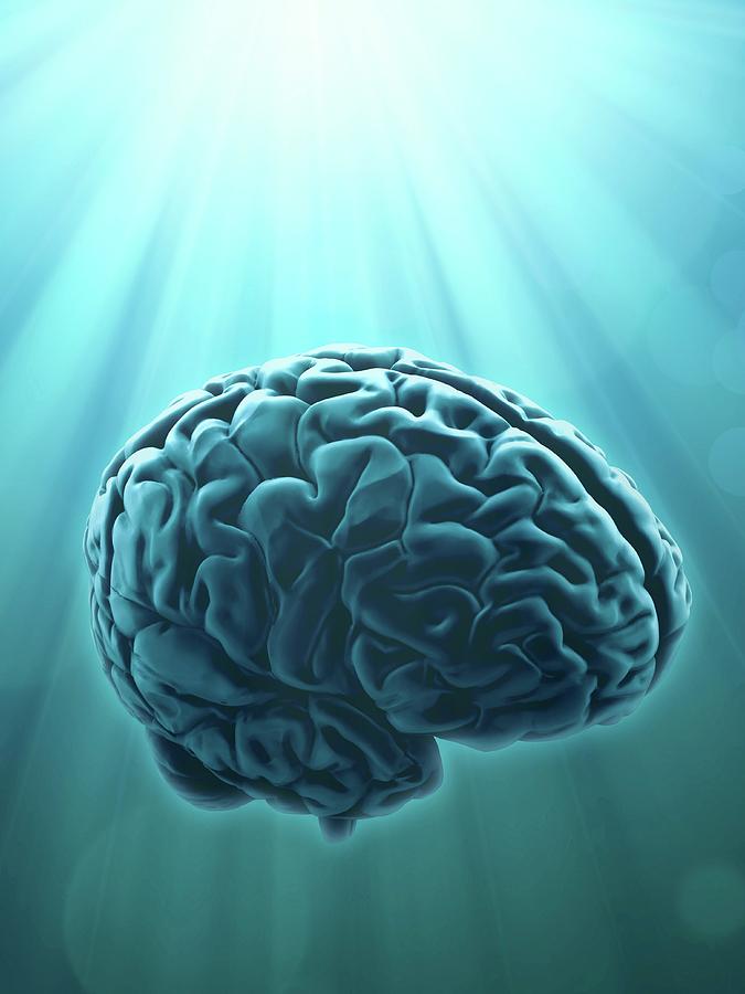 Human Brain #5 Photograph by Andrzej Wojcicki/science Photo Library