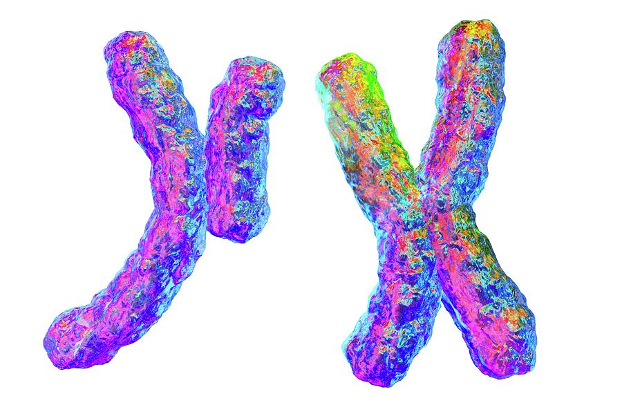 Human Chromosomes #5 by Kateryna Kon/science Photo Library