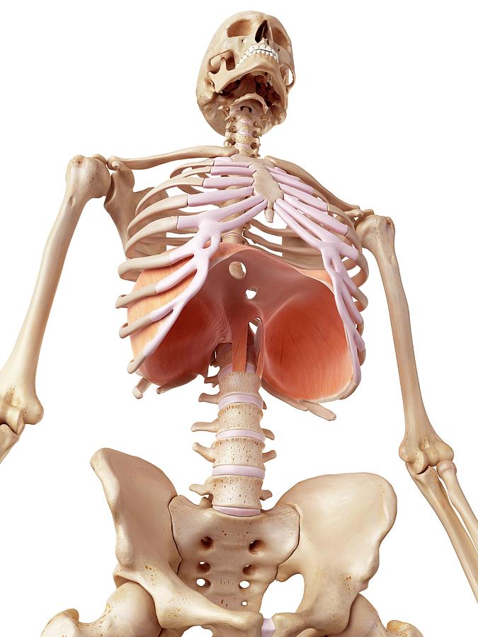 Human Diaphragm #5 Photograph by Sebastian Kaulitzki/science Photo Library