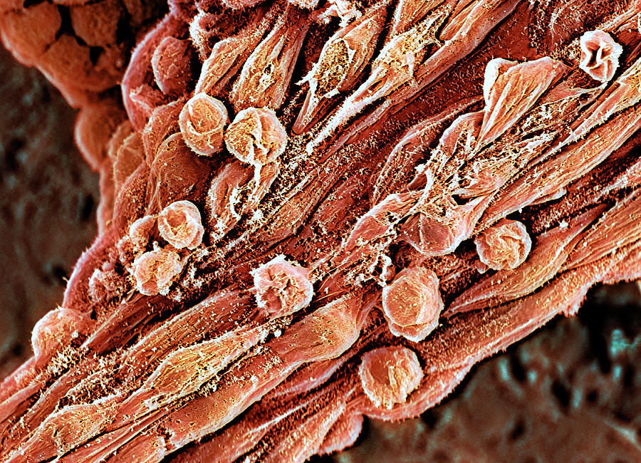 Human Embryonic Stem Cells #5 Photograph by Professor Miodrag Stojkovic/science Photo Library