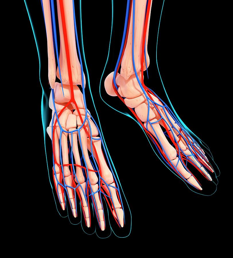 Human Foot Cardiovascular System Photograph by Pixologicstudio/science ...