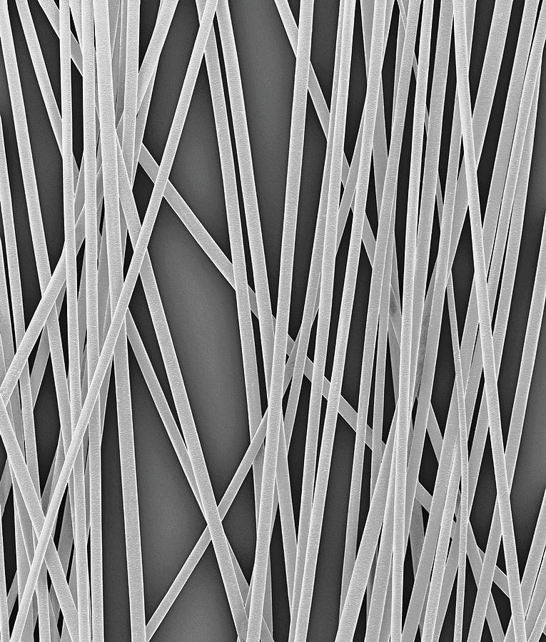 Human Hair Shafts #5 Photograph by Dennis Kunkel Microscopy/science Photo Library