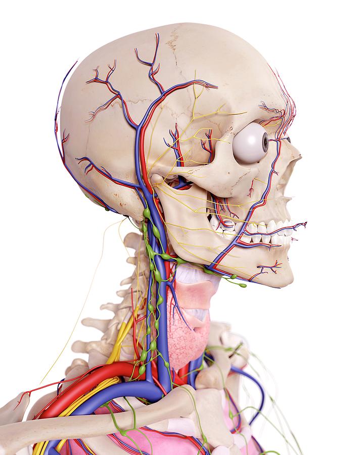 Human Head Anatomy Photograph by Sebastian Kaulitzki/science Photo ...