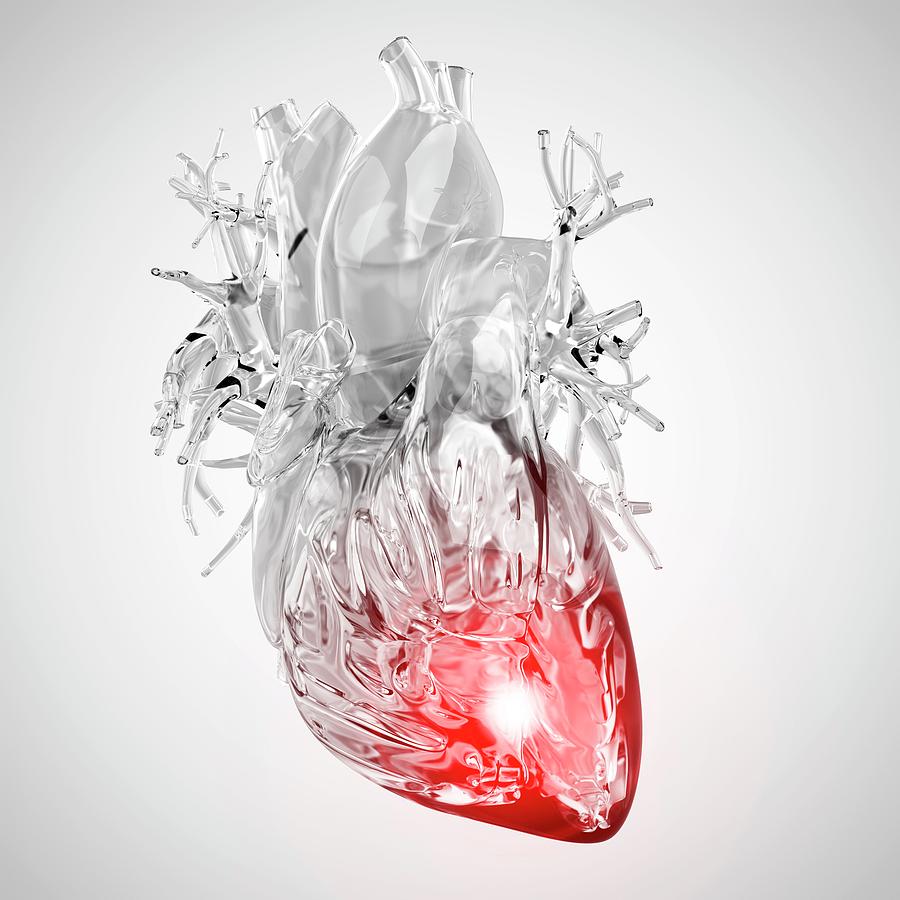 Хрустальное Анатомическое сердце