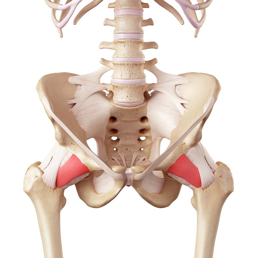 Human Hip Ligaments Photograph By Sebastian Kaulitzki Science Photo