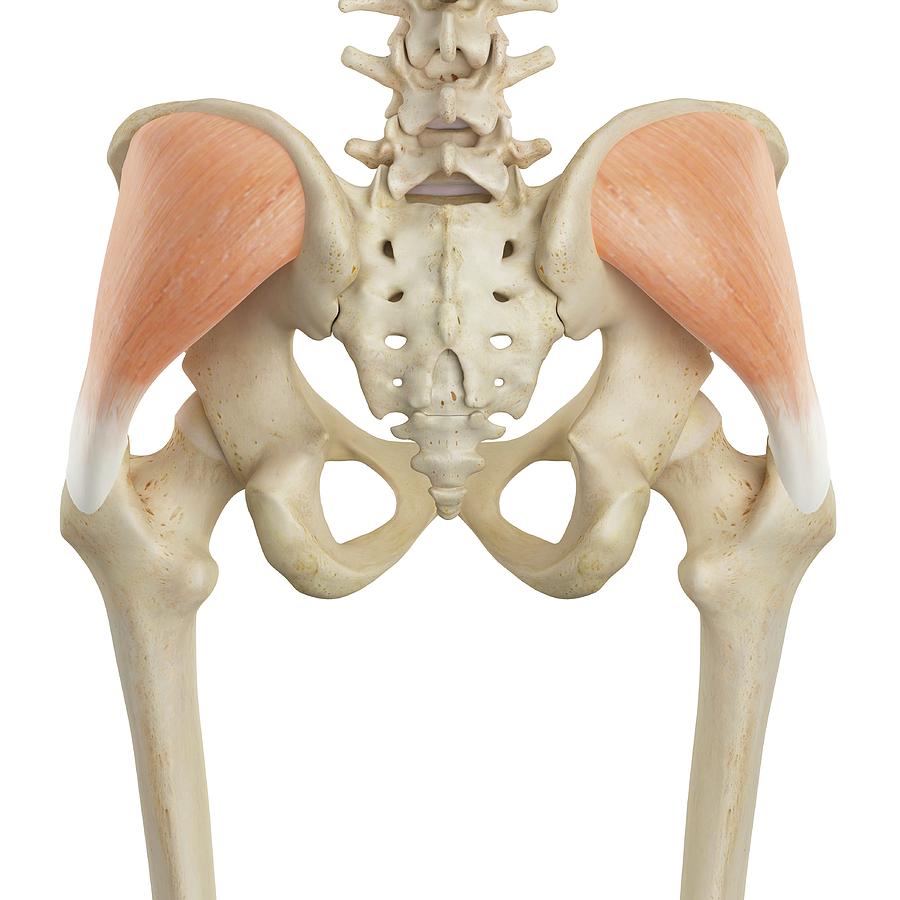 Human Hip Muscles Photograph by Sciepro - Fine Art America