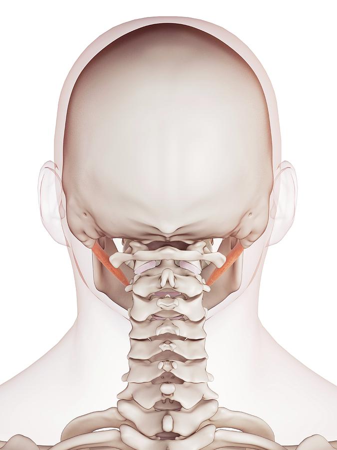 Human Jaw Muscles Photograph by Sebastian Kaulitzki/science Photo Library