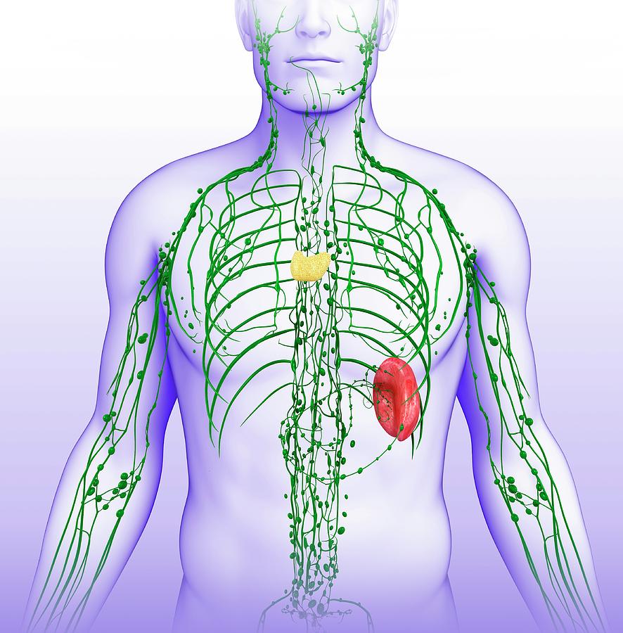 Human Lymphatic System Photograph by Pixologicstudio/science Photo ...