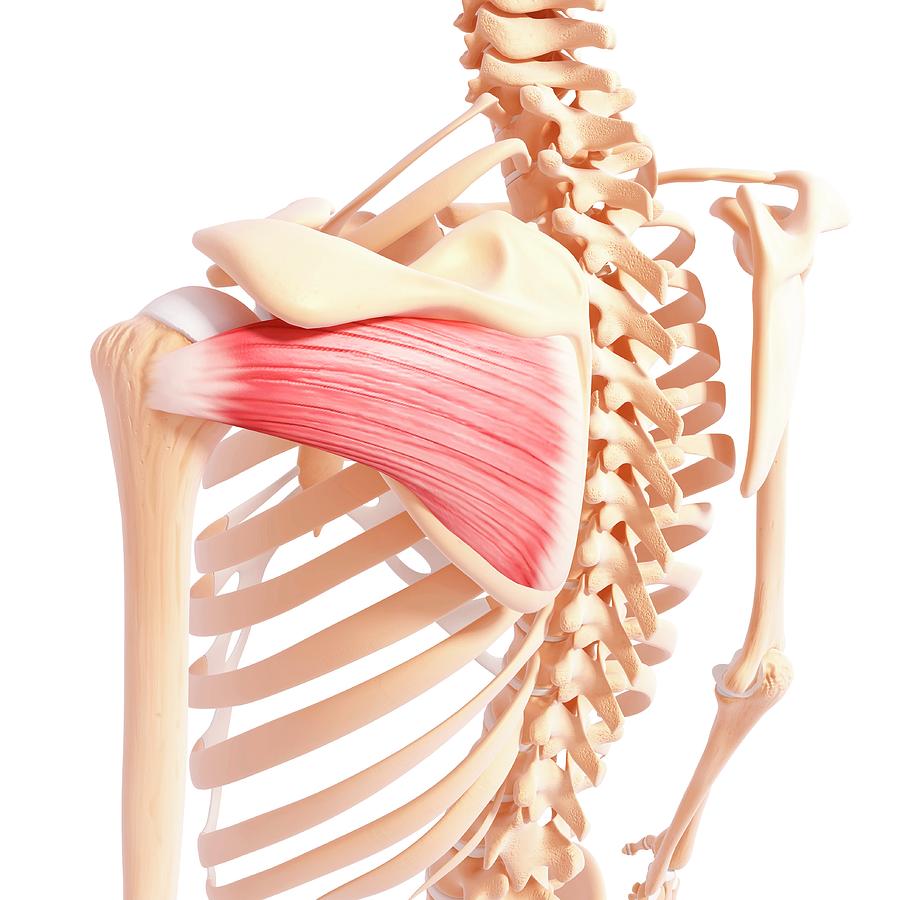 Human Shoulder Musculature Photograph by Pixologicstudio/science Photo ...