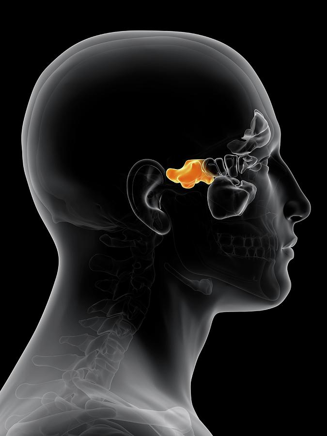 Human Sinuses Photograph by Sebastian Kaulitzki/science Photo Library ...