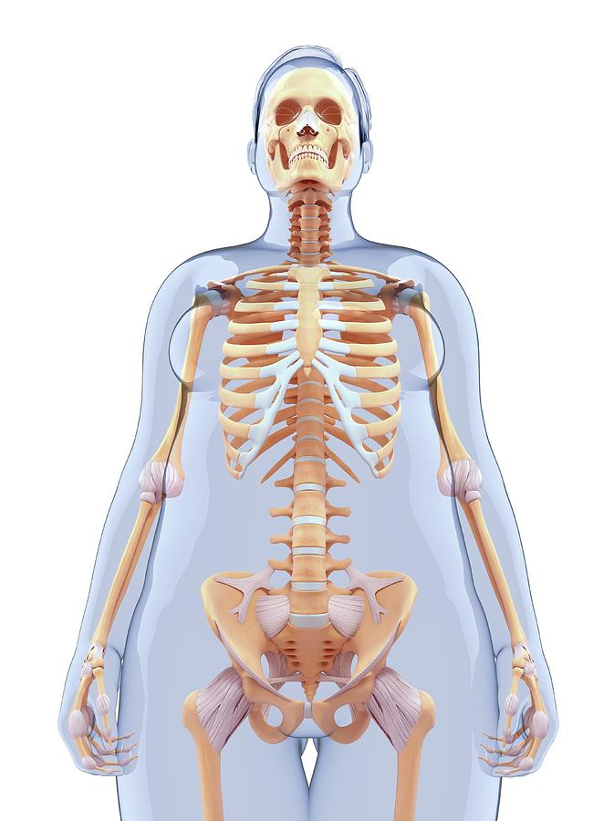 Skeleton Photograph - Human Skeletal System #5 by Pixologicstudio