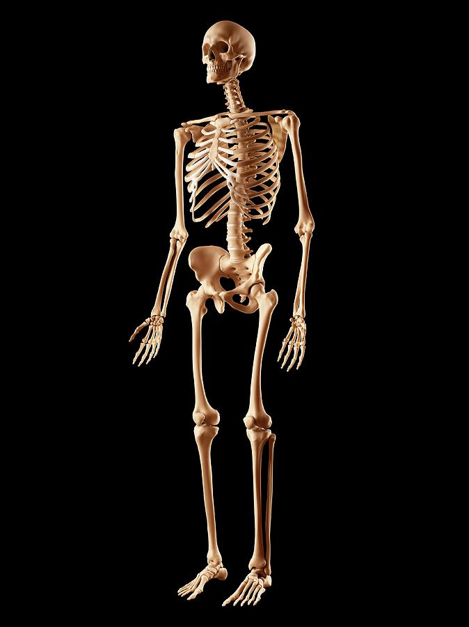 Human Skeletal System Photograph by Sciepro | Pixels